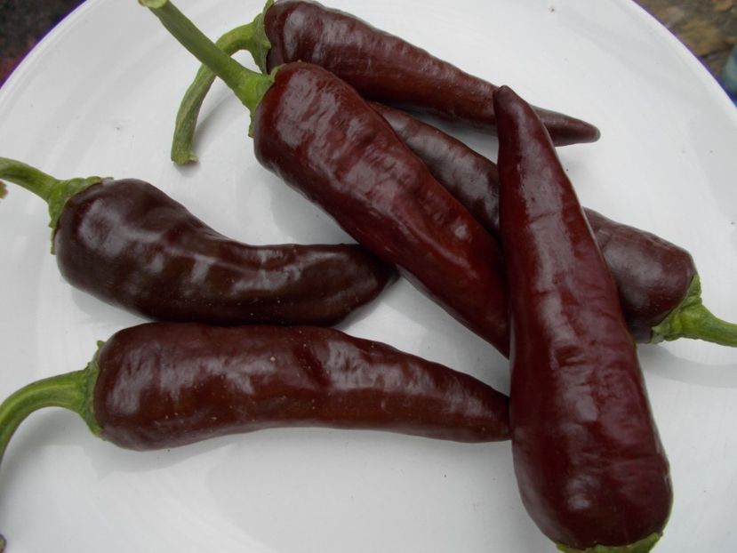  - SEMINTE ARDEI IUTE - AI 38 ETIOPIAN BROWN - NEIZOLAT