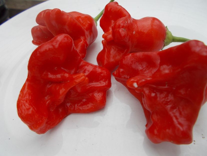  - Z SEMINTE ARDEI IUTE - CAMPANITA