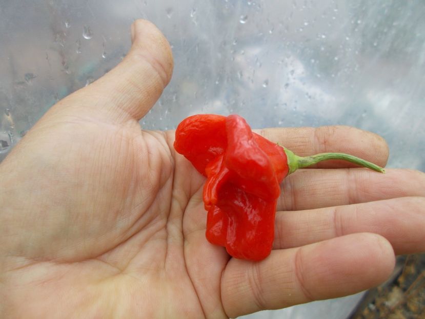  - Z SEMINTE ARDEI IUTE - CAMPANITA