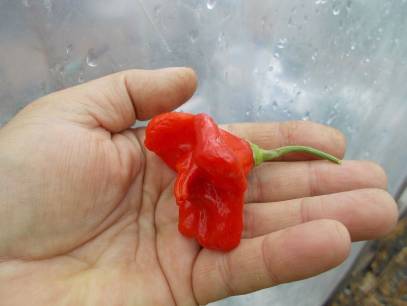  - Z SEMINTE ARDEI IUTE - CAMPANITA