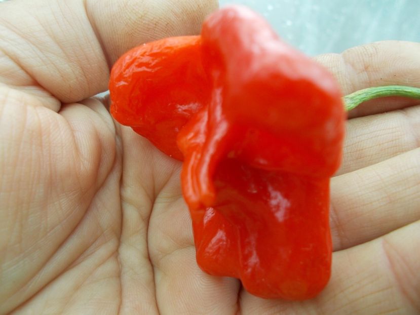  - Z SEMINTE ARDEI IUTE - CAMPANITA