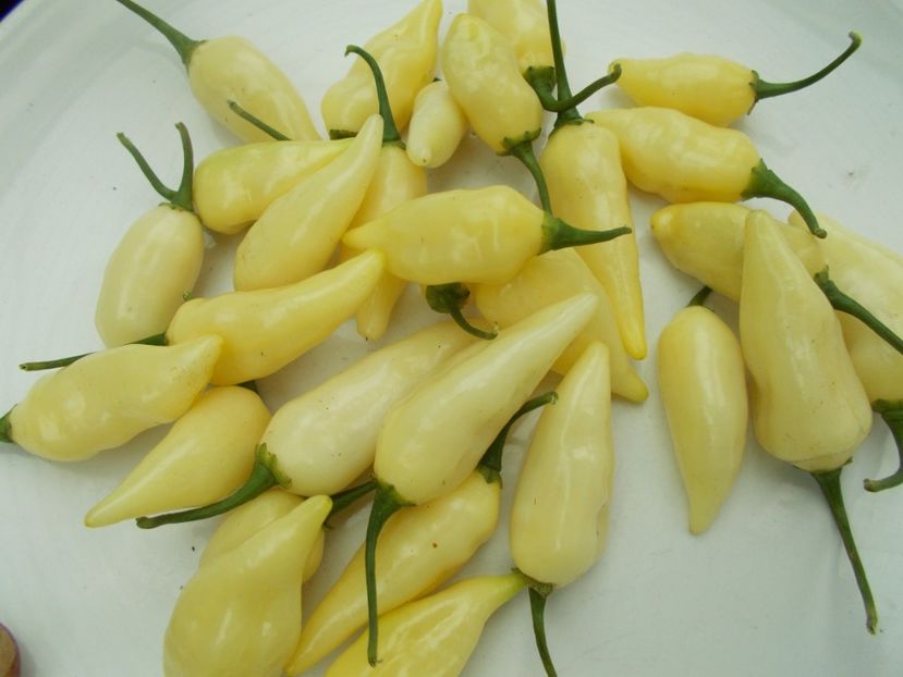  - SEMINTE ARDEI IUTE - AI 60 COYOTE ZAN WHITE - NEIZOLAT