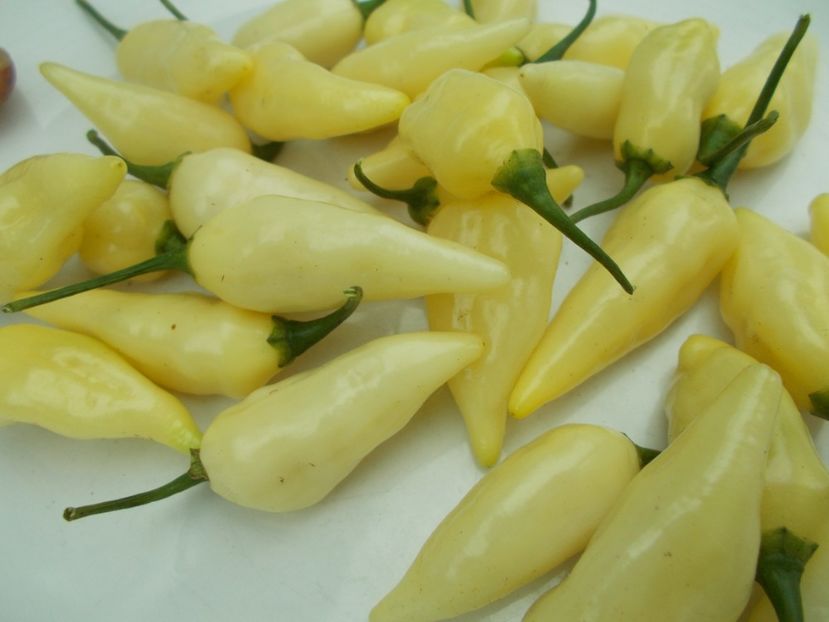  - SEMINTE ARDEI IUTE - AI 60 COYOTE ZAN WHITE - NEIZOLAT