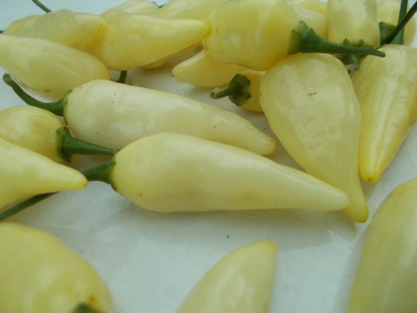  - SEMINTE ARDEI IUTE - AI 60 COYOTE ZAN WHITE - NEIZOLAT