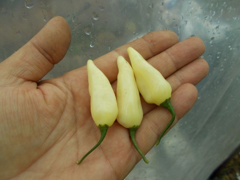  - SEMINTE ARDEI IUTE - AI 60 COYOTE ZAN WHITE - NEIZOLAT