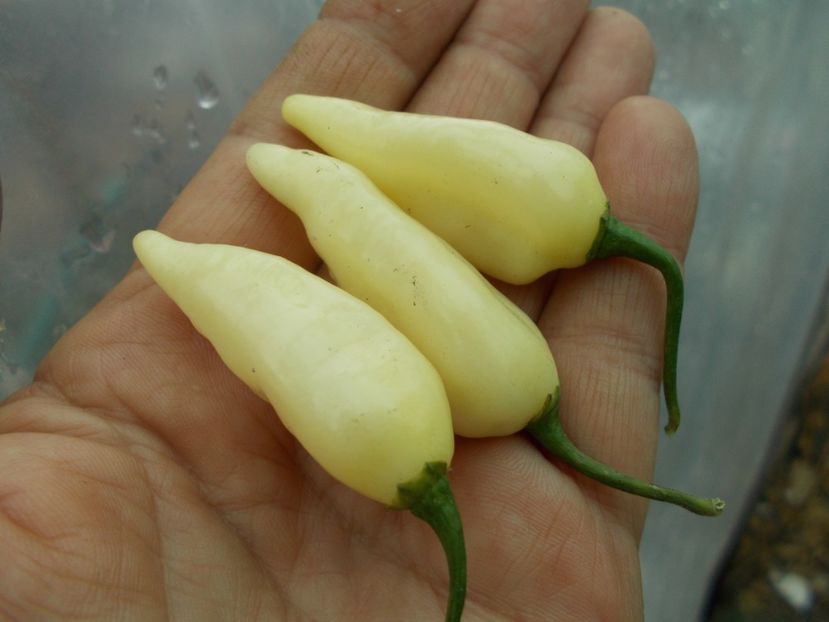  - SEMINTE ARDEI IUTE - AI 60 COYOTE ZAN WHITE - NEIZOLAT