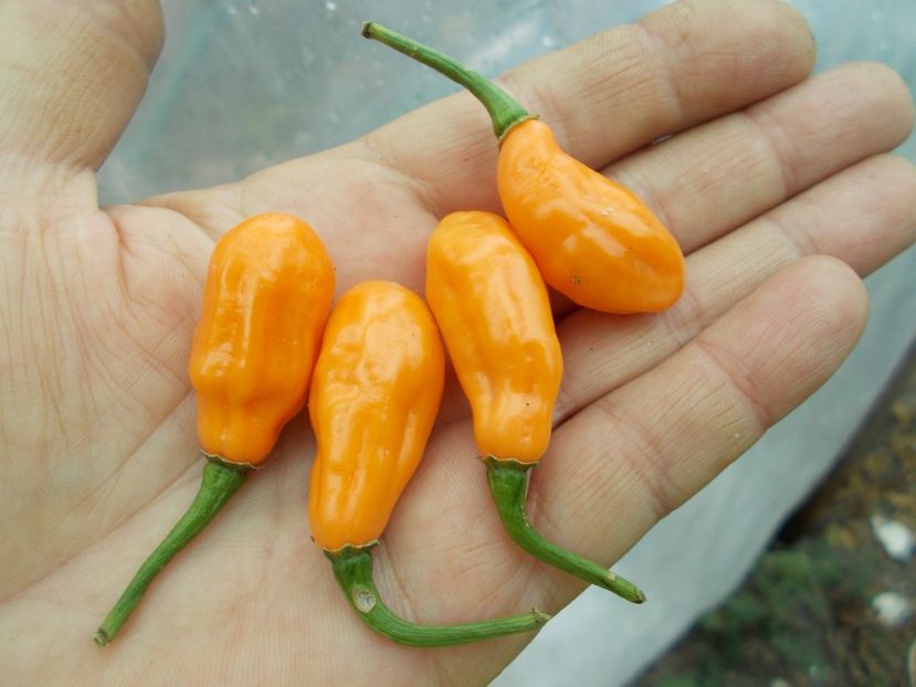  - SEMINTE ARDEI IUTE - AI 50 CABACA PEACH