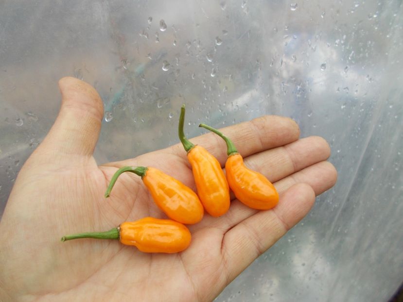  - SEMINTE ARDEI IUTE - AI 50 CABACA PEACH