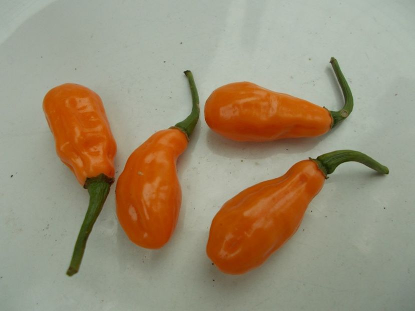  - SEMINTE ARDEI IUTE - AI 50 CABACA PEACH