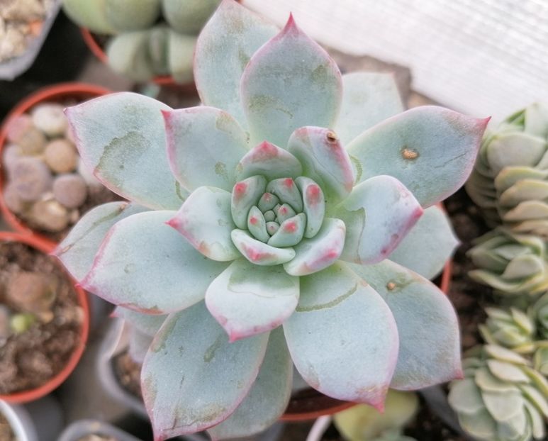 Echeveria "Blue Bird" - Echeveria