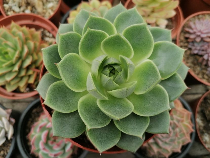 Echeveria "Fabiola"? - Echeveria