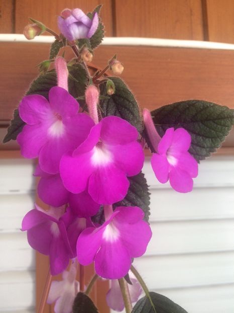 Un buchețel ;) - Patents Major