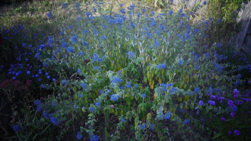 Caryopteris - Stelute