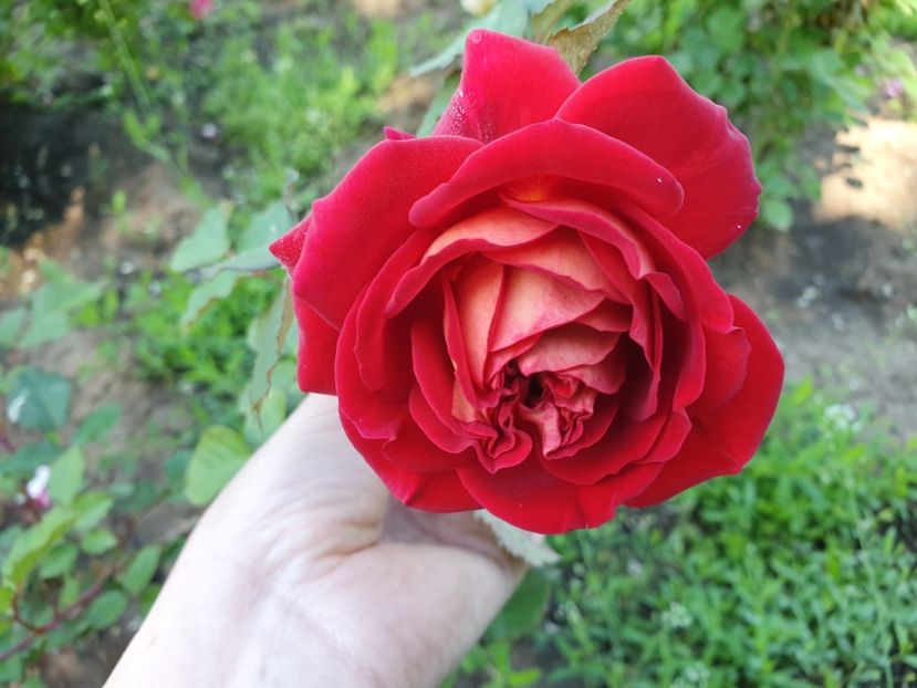 l'ami des jardins - 2 trandafiri 2019