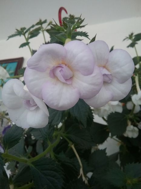  - LAVENDER BLISS