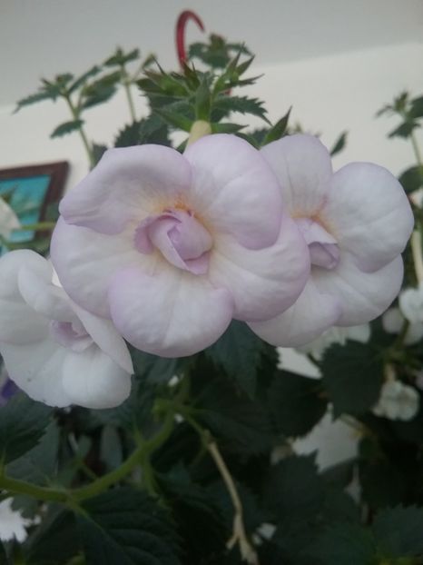  - LAVENDER BLISS