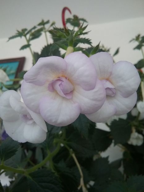  - LAVENDER BLISS