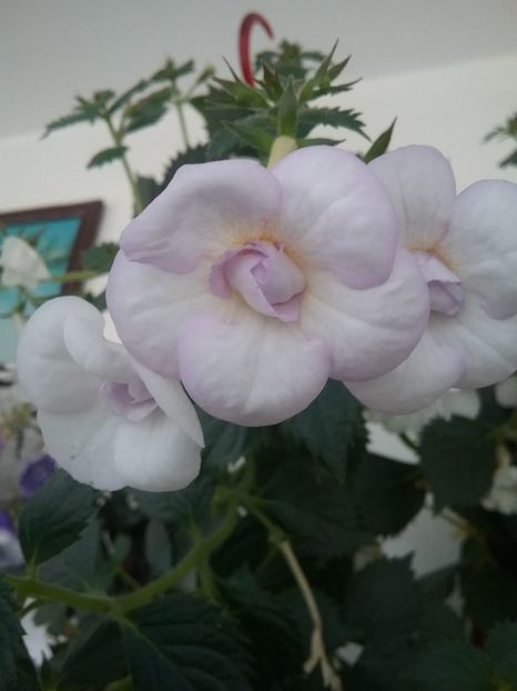 - LAVENDER BLISS