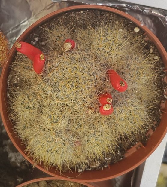  - Mammillaria