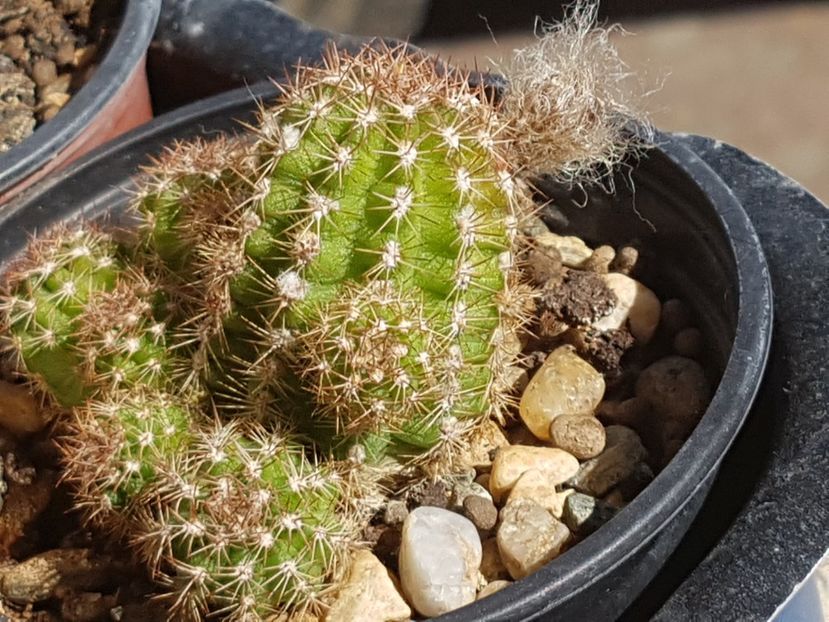 Sfarsit de sezon - Cactusi si plante suculente 2017-2018-2019