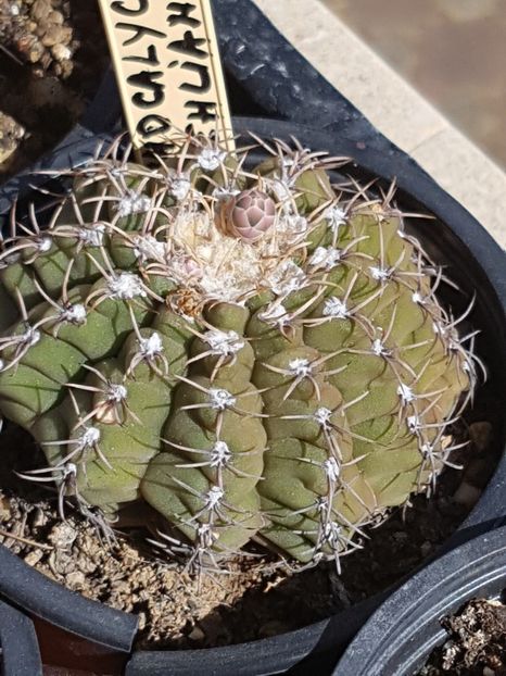 Sfarsit de sezon - Cactusi si plante suculente 2017-2018-2019