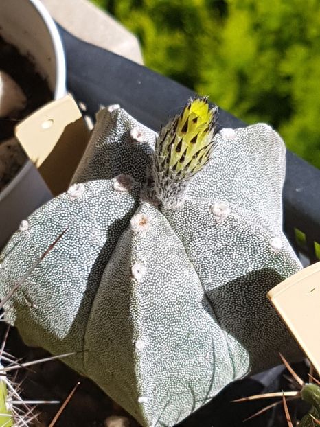 Sfarsit de sezon - Cactusi si plante suculente 2017-2018-2019