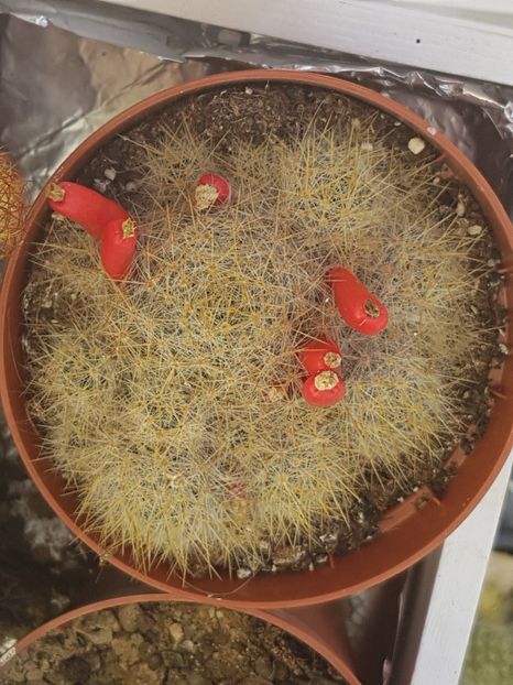 Sfarsit de sezon - Cactusi si plante suculente 2017-2018-2019