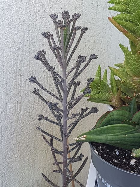 Kalanchoe tubiflora - Kalanchoe