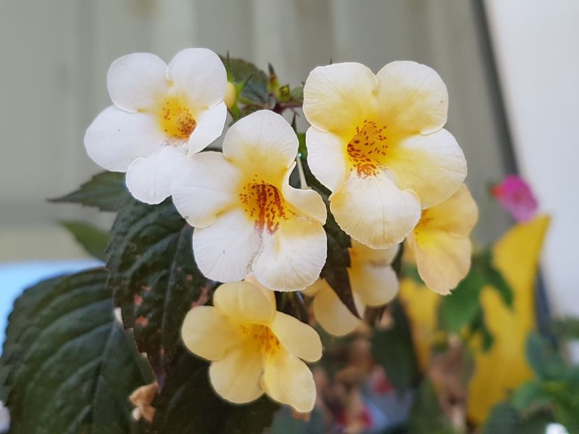 Yellow beauty - Achimenes 2019