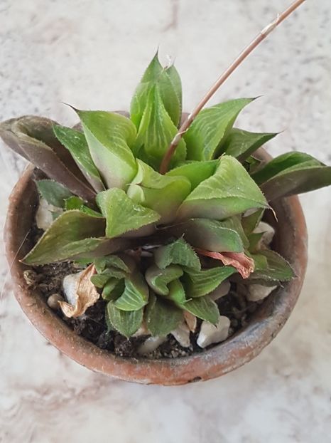 Infloreste si haworthia retusa - Cactusi si plante suculente 2017-2018-2019