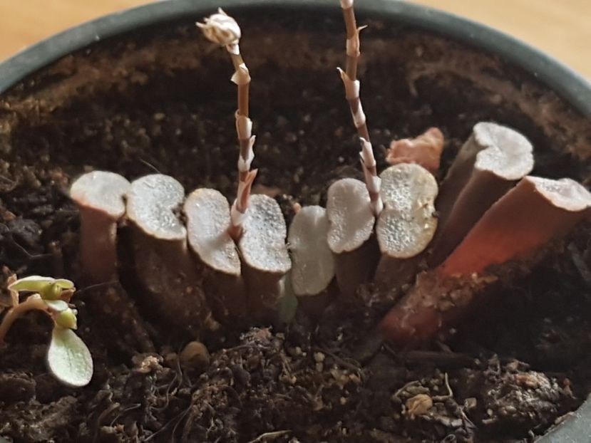 Haworthi truncata - Cactusi si plante suculente 2017-2018-2019