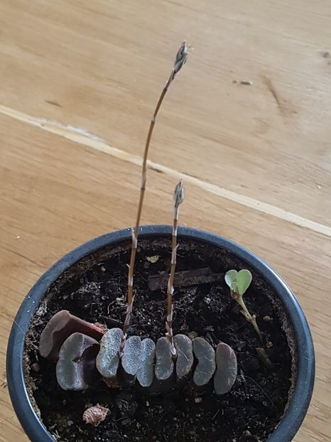 Haworthia truncata - Cactusi si plante suculente 2017-2018-2019