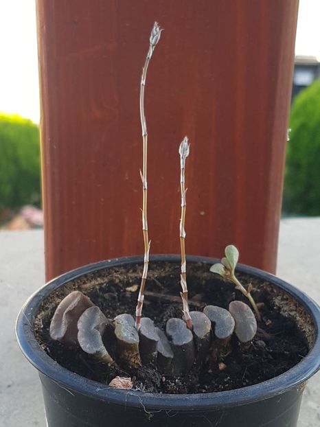 Haworthia truncata - Cactusi si plante suculente 2017-2018-2019
