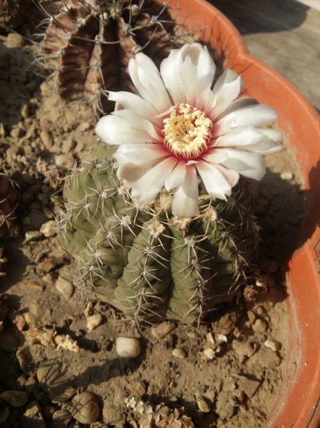  - cactusi 2019