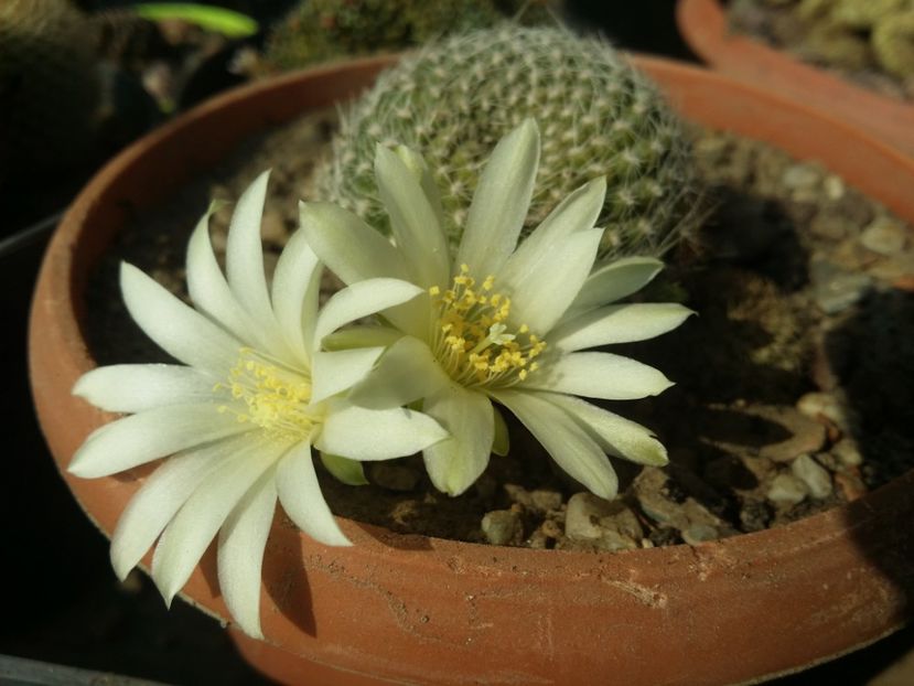  - cactusi 2019