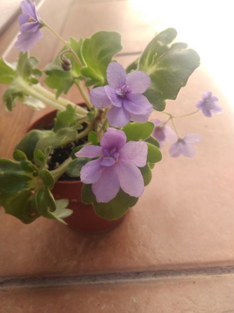 15 September 2019 - ZZZ____Ramblin Lassie out