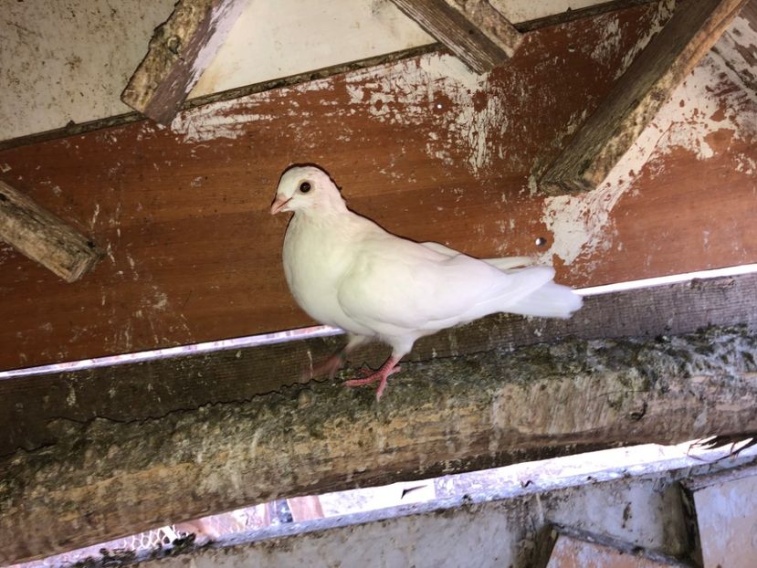 7000  femelă  2019 - Plecați ALBUM 2