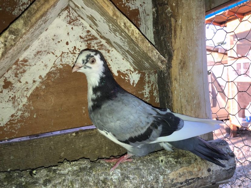 7036  femelă  2019 - Plecați ALBUM 2