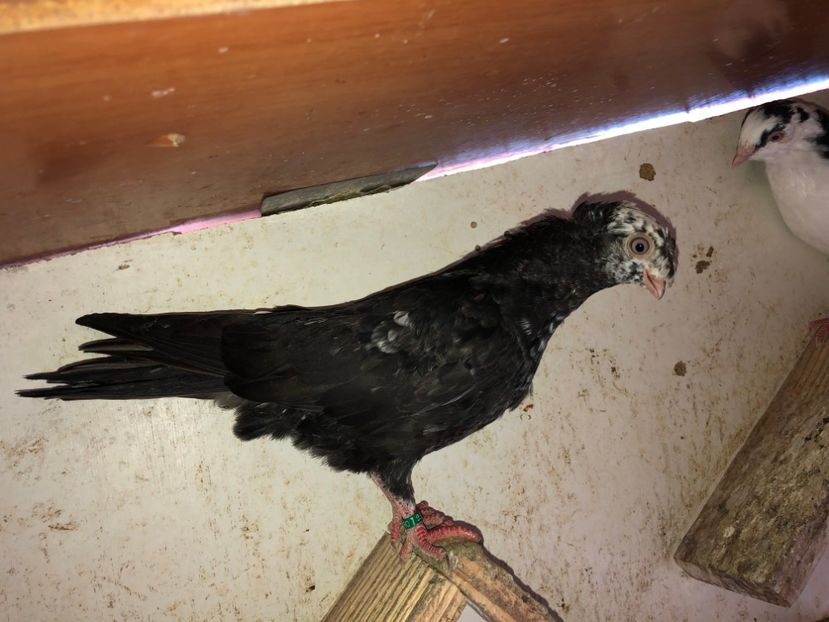 7012  femelă  2019 - Plecați ALBUM 2