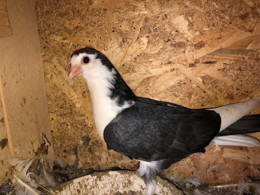 6862  mascul  2019 - Plecați ALBUM 2