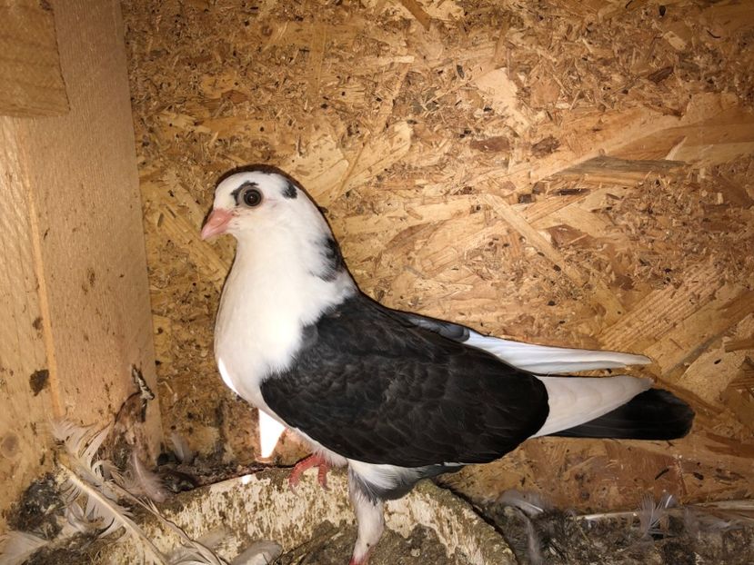 6849  femelă  2019 - Plecați ALBUM 2