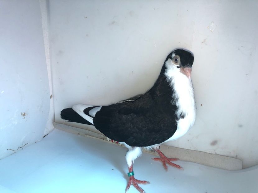 7078  masccul  2019 - Plecați ALBUM 2