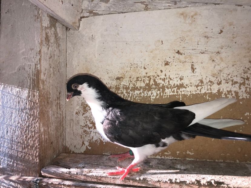 7096  femelă  2019 - Plecați ALBUM 2