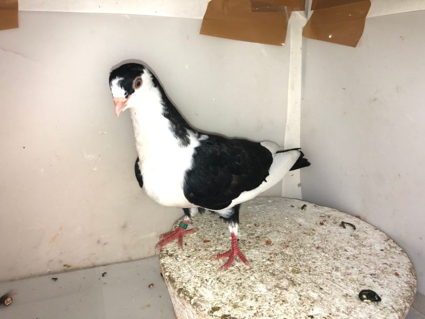 7090  mascul  2019 - Plecați ALBUM 2