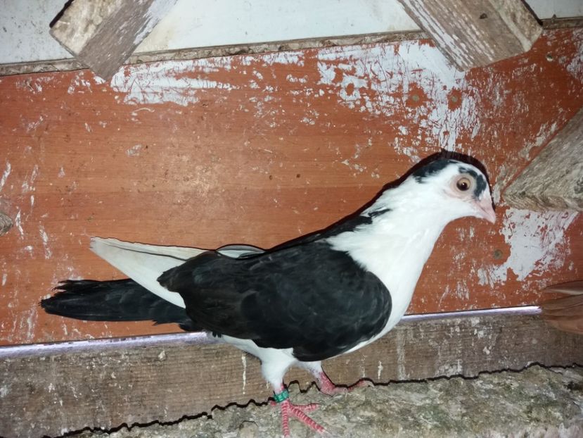 7006  femelă  2019 - Plecați ALBUM 2