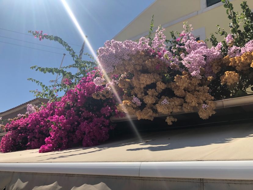 1A7AE3DB-364B-4930-82FB-03FB504F6CBF - Lefkada 2019- flori