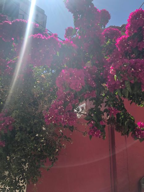 55C96768-F984-4B90-A03A-7359DDDCEF84 - Lefkada 2019- flori