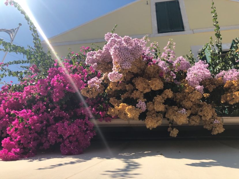 8E90AB5C-65E7-4663-A96C-D13B44F46283 - Lefkada 2019- flori