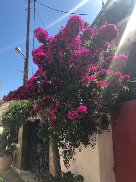 07B03AAA-5956-4099-85BF-8CAA9DBBF251 - Lefkada 2019- flori