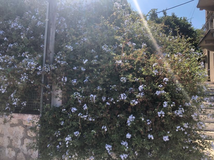 39DC9E14-C389-4591-A752-3F50FECB8F10 - Lefkada 2019- flori